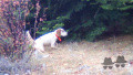 Setter Anglais NINJA DU MAS DES VERNETS Setter Anglais NINJA DU MAS DES VERNETS